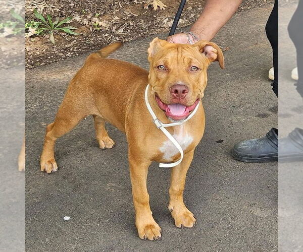 Medium Photo #1 American Pit Bull Terrier-Unknown Mix Puppy For Sale in Rustburg, VA, USA
