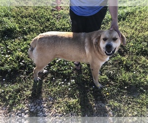 Great Pyrenees-Rottweiler Mix Dog for Adoption in SENECA, Kansas USA