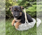 Delaney - Female German Shepherd Dog Puppy for Sale - Photo #2