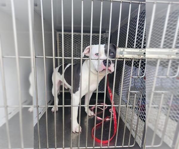 Medium Photo #1 Mutt Puppy For Sale in Bakersfield, CA, USA