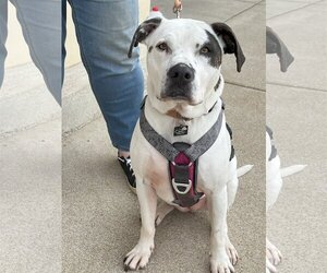 Mutt Dogs for adoption in Spotsylvania, VA, USA
