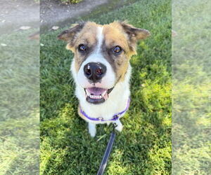 Australian Mountain Dog Dogs for adoption in Lake Elsinore, CA, USA