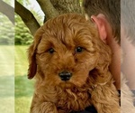 Puppy Puppy 2 Goldendoodle (Miniature)