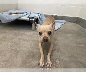 Medium Chihuahua