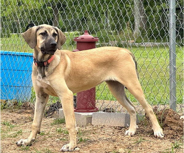Medium Photo #31 Anatolian Shepherd-Rhodesian Ridgeback Mix Puppy For Sale in Higley, AZ, USA