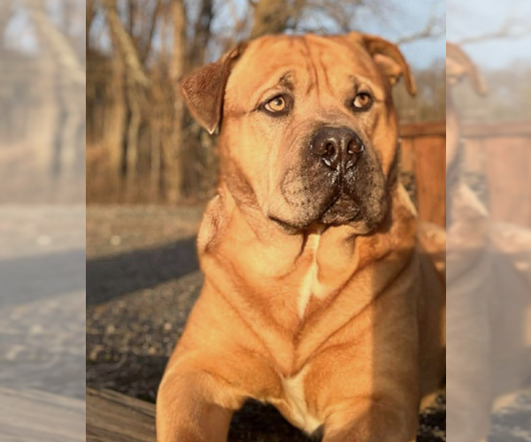 Medium Photo #2 Labrottie Puppy For Sale in Hillsboro, NH, USA