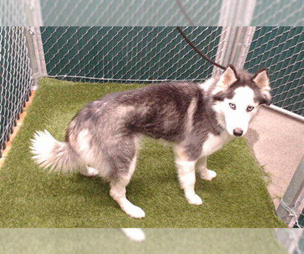 Medium Photo #1 Siberian Husky Puppy For Sale in Downey, CA, USA