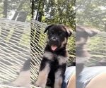 Small Photo #3 German Shepherd Dog Puppy For Sale in E LAURINBURG, NC, USA