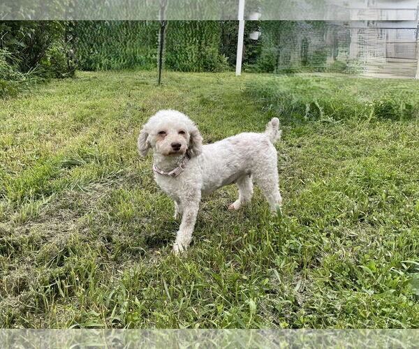 Medium Photo #2 Poodle (Miniature) Puppy For Sale in St. Louis Park, MN, USA
