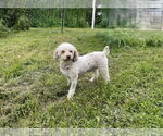 Small #1 Poodle (Miniature)