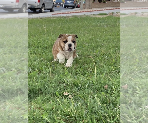 Medium Photo #1 English Bulldog Puppy For Sale in PALMDALE, CA, USA