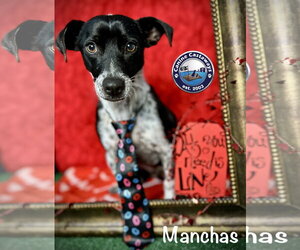Manchas - Male Rat Terrier-Unknown Mix Dog for Adoption - Photo #9