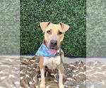 Small #2 American Pit Bull Terrier Mix