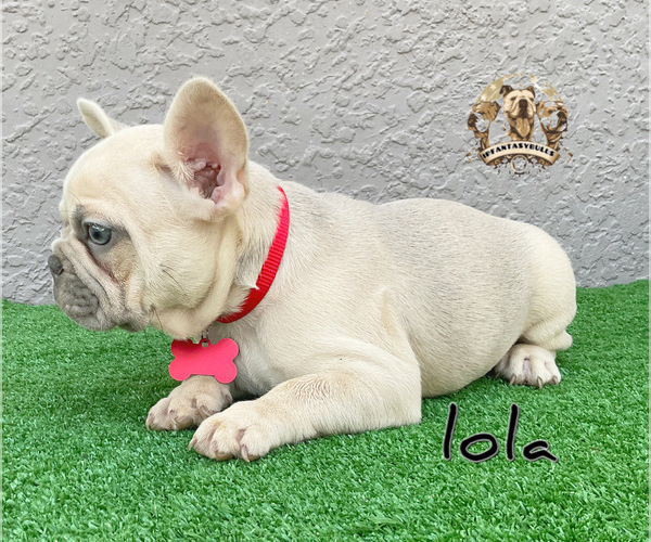 Medium Photo #11 French Bulldog Puppy For Sale in LEHIGH ACRES, FL, USA