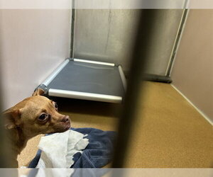Chihuahua Dogs for adoption in Martinez, CA, USA
