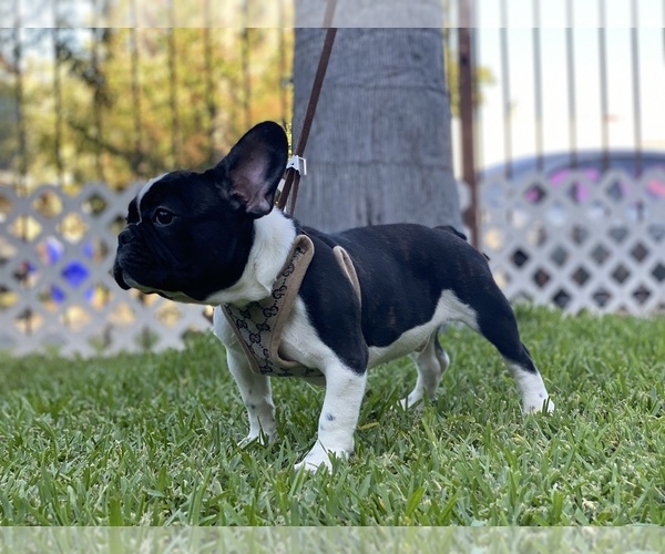 Medium Photo #3 French Bulldog Puppy For Sale in SOUTH GATE, CA, USA