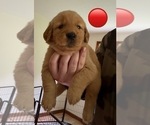 Puppy Red Golden Retriever