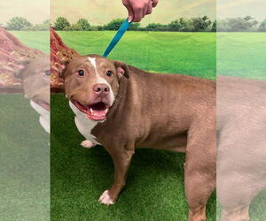 Mutt Dogs for adoption in Euless, TX, USA