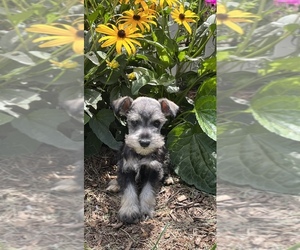 Schnauzer (Miniature) Puppy for sale in HOLLAND, MI, USA