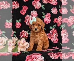 Miniature Labradoodle Puppy for sale in NOTTINGHAM, PA, USA