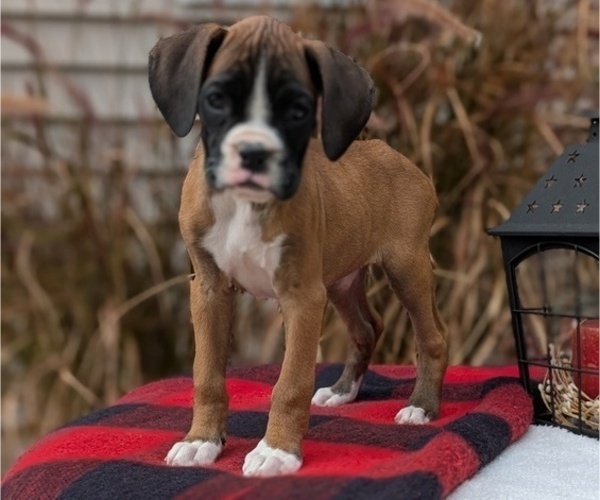 Medium Photo #36 Boxer Puppy For Sale in GOSHEN, IN, USA