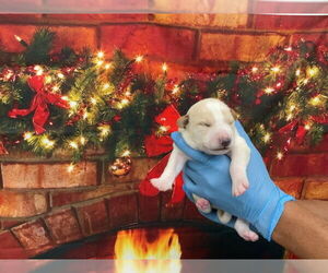 Mutt Dogs for adoption in San Bernardino, CA, USA