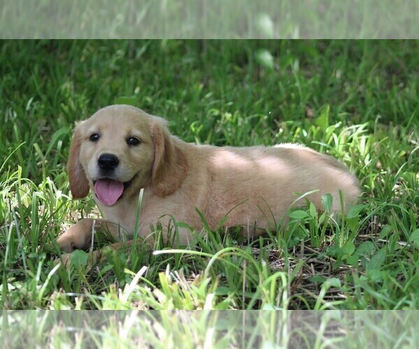 Medium Photo #4 Golden Irish Puppy For Sale in JONES, MI, USA