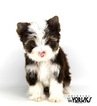 Small Photo #7 Yorkshire Terrier Puppy For Sale in KELLER, TX, USA