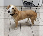 Small #3 Coonhound