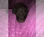 Small Photo #13 Poodle (Standard) Puppy For Sale in LEXINGTON, SC, USA