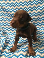 Doberman Pinscher Puppy for sale in FORT WAYNE, IN, USA
