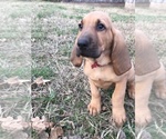 Small #4 Bloodhound