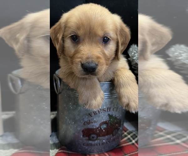 Medium Photo #26 Golden Retriever Puppy For Sale in LAKELAND, FL, USA