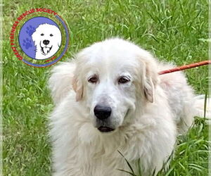 Great Pyrenees Dogs for adoption in Spring, TX, USA