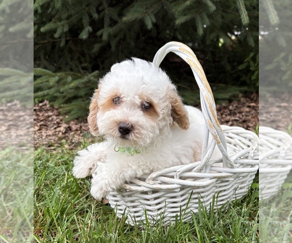 Medium Photo #3 Havapoo Puppy For Sale in MIDDLEBURY, IN, USA