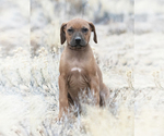 Small #2 Rhodesian Ridgeback