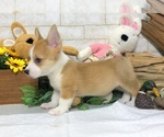 Small Photo #4 Pembroke Welsh Corgi Puppy For Sale in BEVERLY HILLS, CA, USA