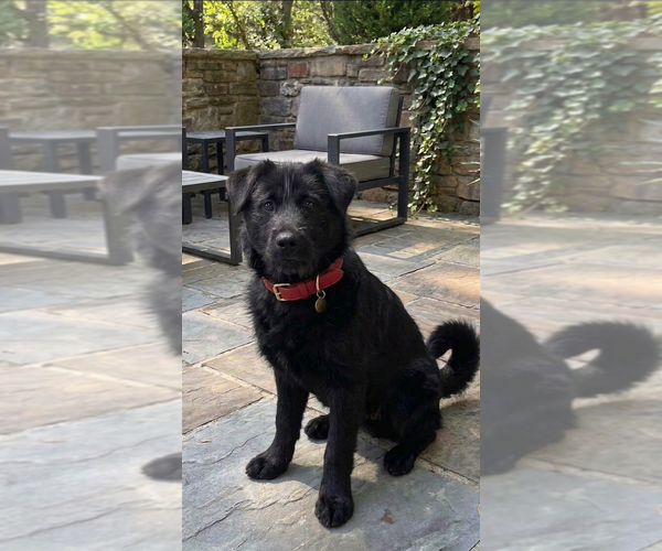 Medium Photo #2 Chow Chow-Unknown Mix Puppy For Sale in Genesee, WI, USA