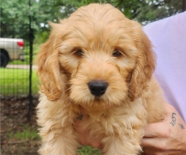 Medium Photo #4 Goldendoodle Puppy For Sale in WACO, TX, USA