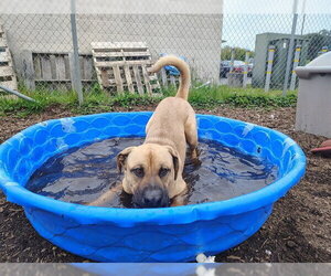 SCOOBY - Male Great Dane-Unknown Mix Dog for Adoption - Photo #2
