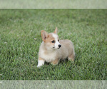 Small Photo #21 Pembroke Welsh Corgi Puppy For Sale in ELKTON, KY, USA