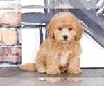 Small Photo #1 Bichpoo Puppy For Sale in BEL AIR, MD, USA