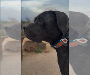 Mastiff Dogs for adoption in Goodyear, AZ, USA