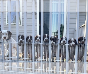 Bourbonnais Pointer-Wirehaired Pointing Griffon Mix Dog for Adoption in BRANDON, South Dakota USA