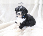 Small Photo #4 Aussie-Poo Puppy For Sale in SHILOH, OH, USA