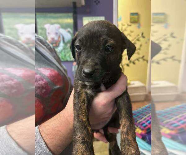 Medium Photo #2 Mutt Puppy For Sale in Evansville, IN, USA