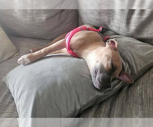 Medium Photo #2 American Staffordshire Terrier-Unknown Mix Puppy For Sale in Lakewood, CO, USA