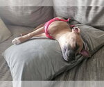 Small Photo #2 American Staffordshire Terrier-Unknown Mix Puppy For Sale in Lakewood, CO, USA