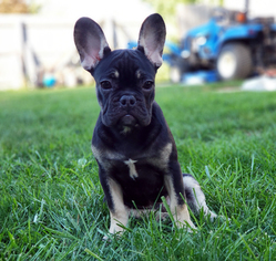 Medium French Bulldog