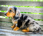 Puppy Dwayne Dachshund